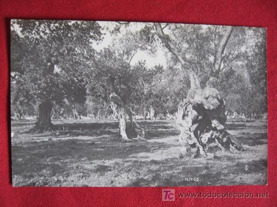 Postales: MALLORCA - OLIVOS - Foto 1