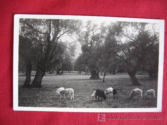 Postales: MALLORCA - PAISAJE DE POLLENSA - Foto 1