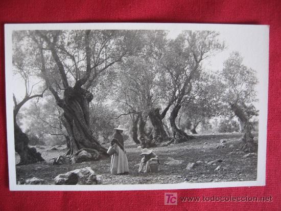 Postales: MALLORCA - PAISAJE DE POLLENSA - Foto 1