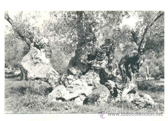 Postales: Mallorca .. Olivo centenario - Foto 1