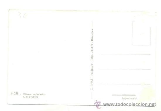 Postales: Mallorca .. Olivo centenario - Foto 2