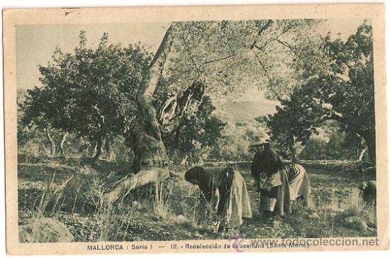 Postales: 1884 _ MALLORCA- RECOLECCI&Oacute;N DE LA ACEITUNA. (SANTA MARIA) SERIE I -  DATA 1924