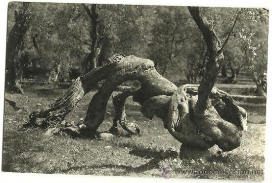 Postkarten: 0672-MALLORCA -OLIVO MILENARIO - FOTO TRUYOL