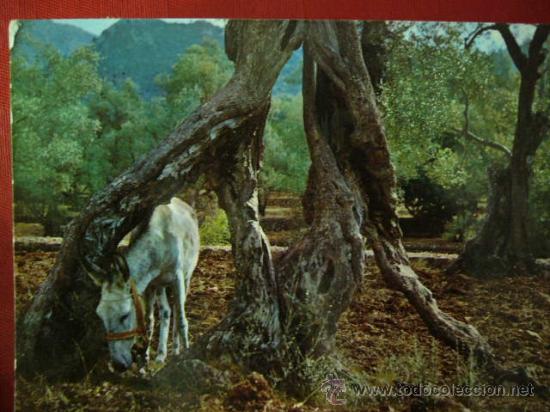 Postales: MALLORCA.   PM 806.  CYP.  CIRCULADA. - Foto 1
