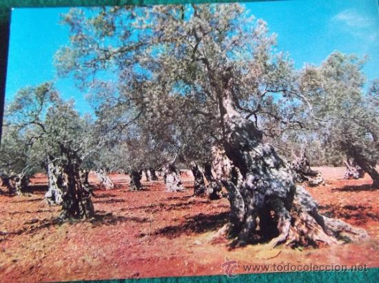 Postcards: MALLORCA-BA2-NO ESCRITA-PALMA-OLIVOS MILENARIOS-SERIE II-N&ordm;3005