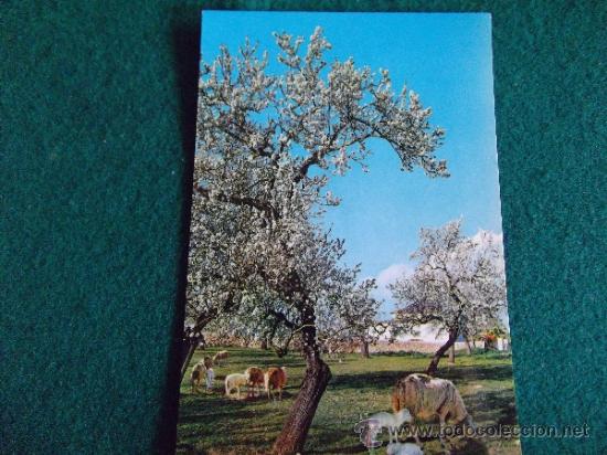 Postcards: MALLORCA-BA2-NO ESCRITA-PALMA-ALMENDROS EN FLOR