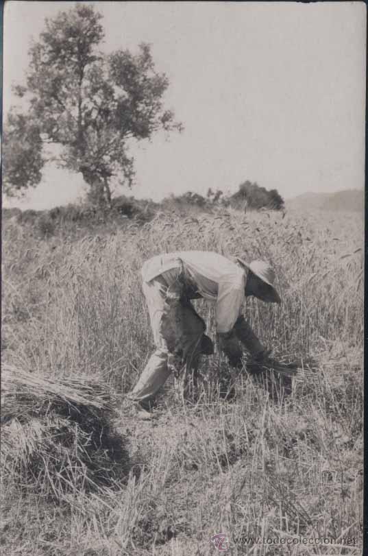 Postales: POLLENSA (MALLORCA).- TRABAJOS DEL CAMPO - Foto 1