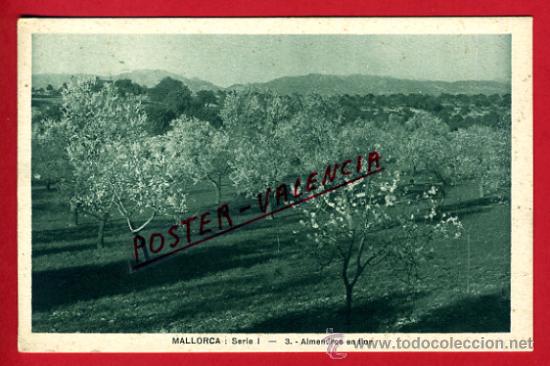 Postales: POSTAL, MALLORCA, ALMENDROS EN FLOR,    P70814 - Foto 1