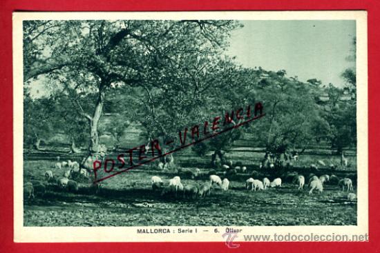 Postales: POSTAL, MALLORCA, OLIVAR,    P70816 - Foto 1