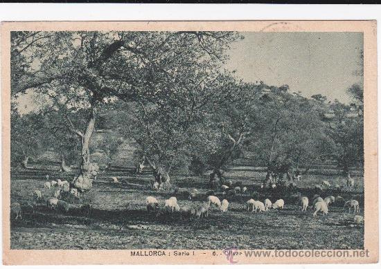 Postales: Mallorca Olivar (escrita) - Foto 1