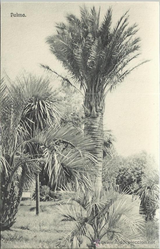 Postales: MALLORCA PALMERAS SIN ESCRIBIR - Foto 1