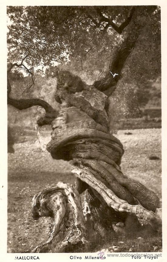 Postales: MALLORCA - OLIVO MILENARIO - Foto 1