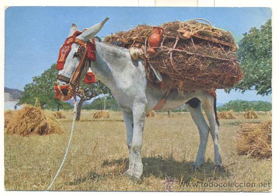 Postales: Ibiza, saludos amigo - Foto 1