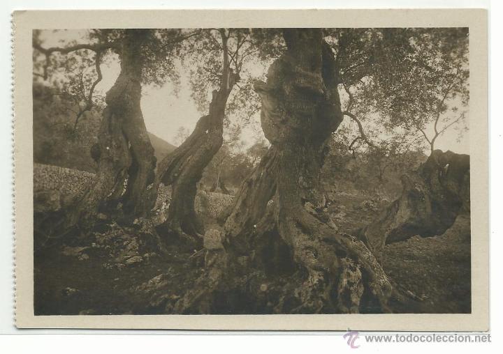 Postales: VALDEMOSSA .- OLIVERES DE VALLDEMOSSA 12 .- SIN CIRCULAR - Foto 1