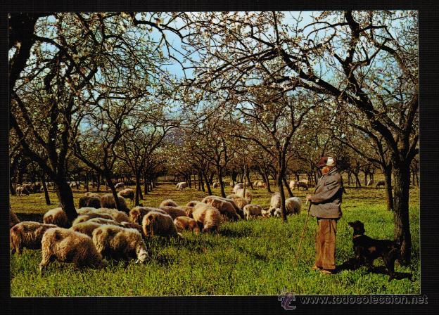 Postales: POSTAL MALLORCA. ALMENDROS EN FLOR - Foto 1