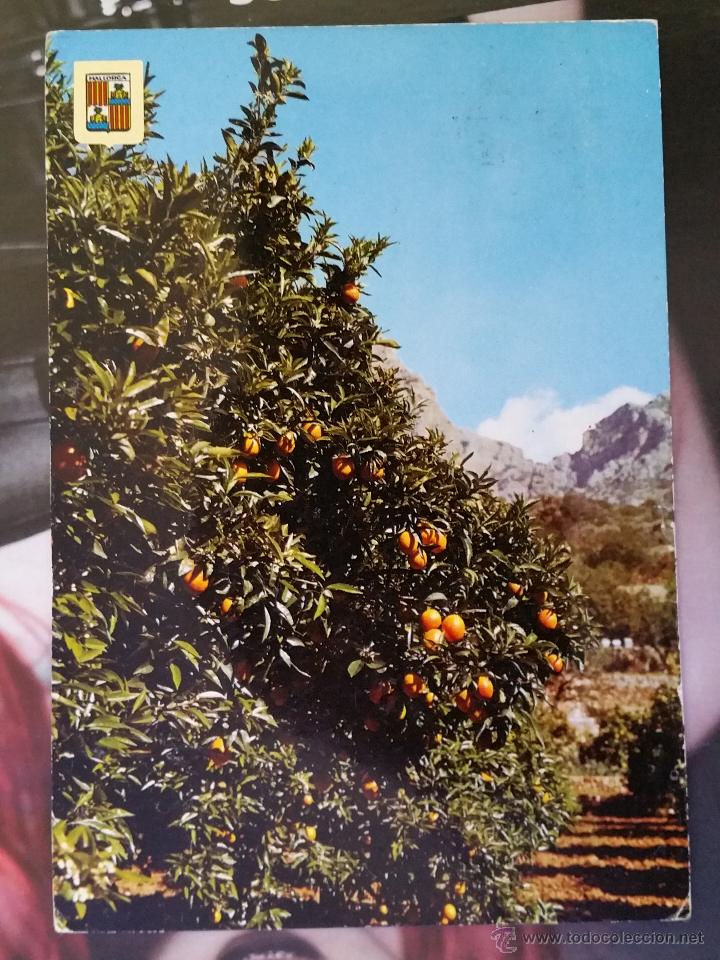Cartoline: POSTAL SOLLER , MALLORCA , NARANJOS , CON SELLO DE FRANCO EN REVERSO DE 1973