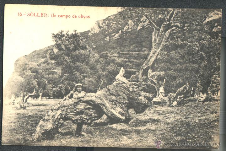 Postkarten: SOLLER - UN CAMPO DE OLIVOS