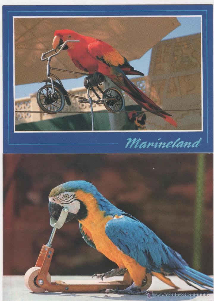 Postales: Marineland. - Foto 1
