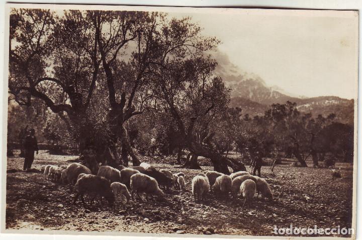 Postales: PE-319  MALLORCA - Foto 1