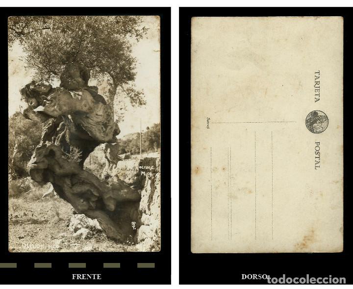 Postales: Postal Mallorca. Olivos. Mca.  Truyol. - Foto 1