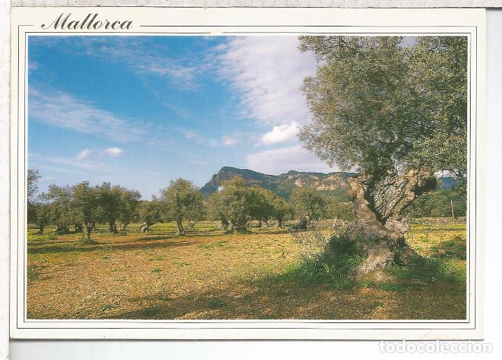 Postales: BALEARES MALLORCA ESCRITA - Foto 1