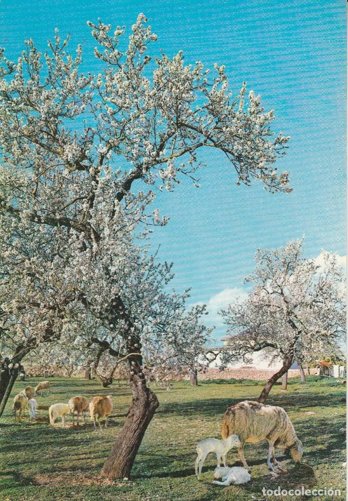 Postales: N&ordm; 14044 POSTAL MALLORCA ALMENDROS - Foto 1