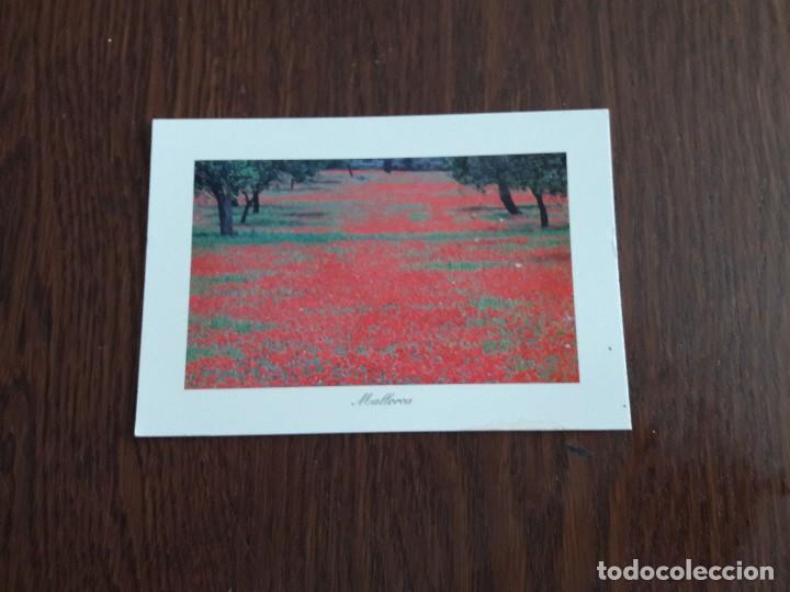 Postales: postal de campo con amapolas, Mallorca - Foto 1