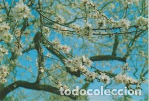 Postales: (10) MALLORCA. PALMENDROS EN FLOR - Foto 1