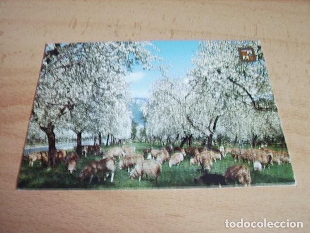 Postales: MALLORCA --  INVIERO EN MALLORCA FLOR DE ALMENDRO - Foto 1