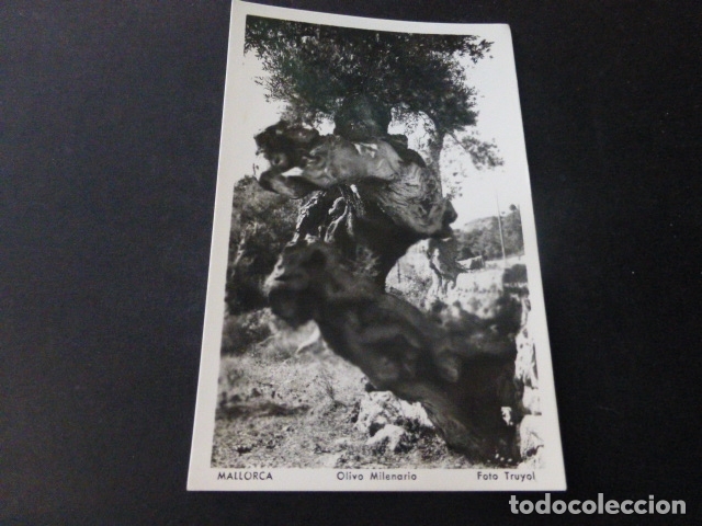 Postales: MALLORCA OLIVO MILENARIO - Foto 1