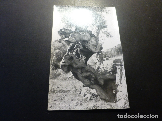 Postales: MALLORCA OLIVOS - Foto 1