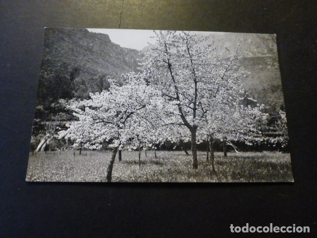 Postales: POLLENSA MALLORCA ALMENDROS EN FLOR - Foto 1