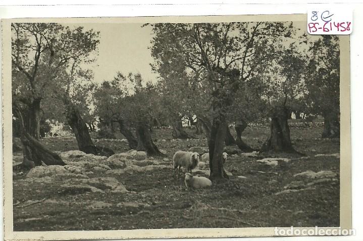 Postais: (PS-61458)POSTAL FOTOGRAFICA DE MALLORCA-CAMINO A SOLLER,A&Ntilde;O 1934.FOTO BOLEDA