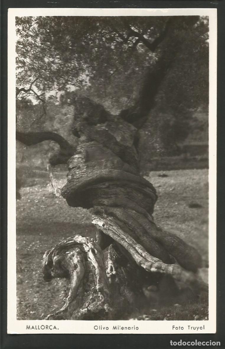 Cartoline: MALLORCA-OLIVO MILENARIO-FOTOGRAFICA TRUYOL-VER REVERSO-(61.303)