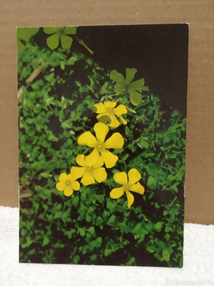 Postales: Flora silvestre Menorca - Foto 1
