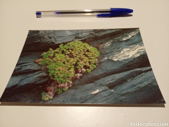 Postales: Flora silvestre de Menorca - Foto 1