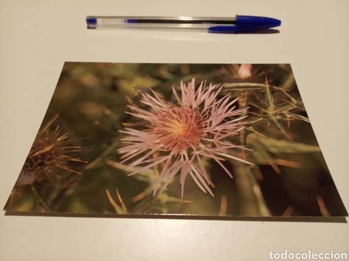 Postales: Flora silvestre de Menorca - Foto 1