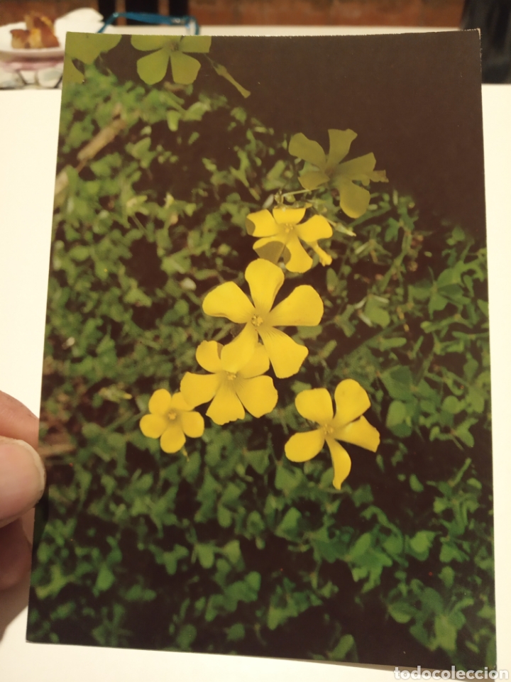 Postales: Flora silvestre Menorca - Foto 1