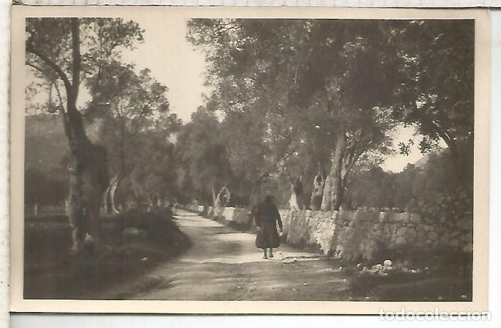Cartoline: BALEARES POLLENSA CAMINO DE VALL DEN MARCH SIN ESCRIBIR