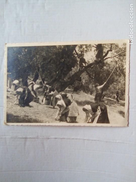 Postales: Mallorca-Recogiendo aceitunas.