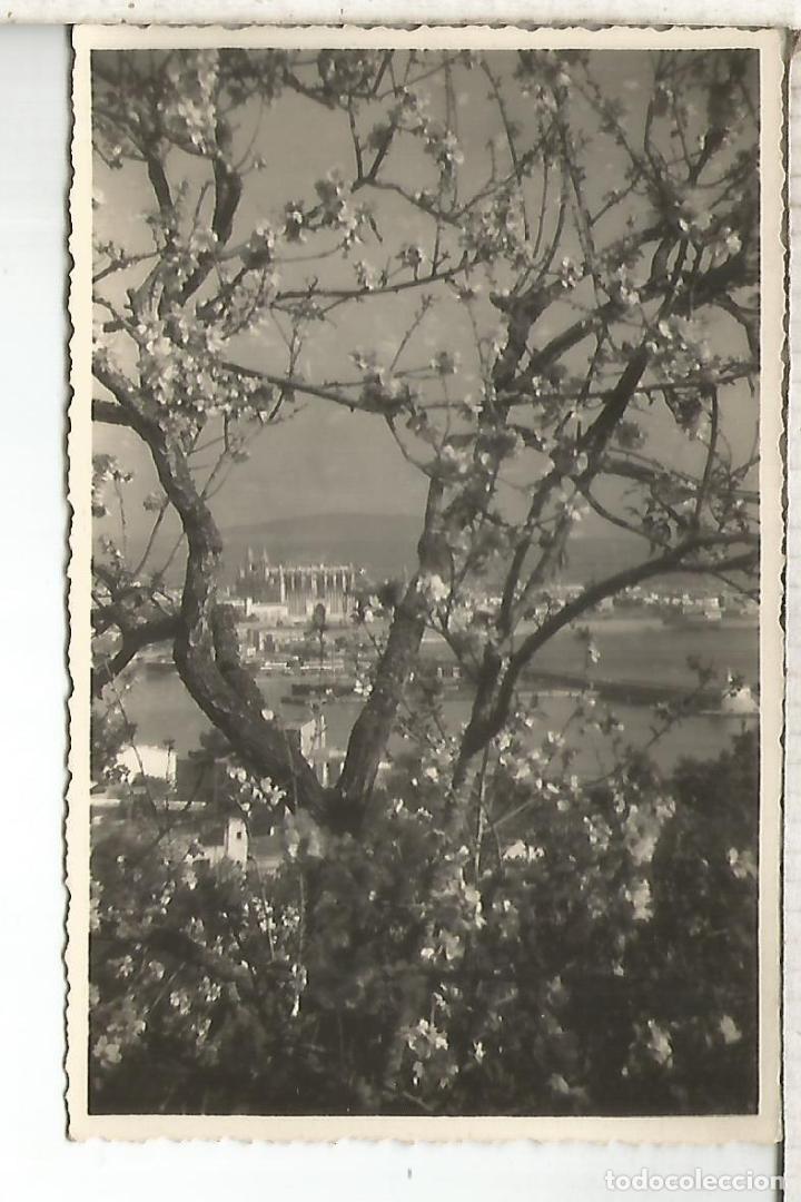 Postales: BALEARES PALMA  SIN ESCRIBIR - Foto 1