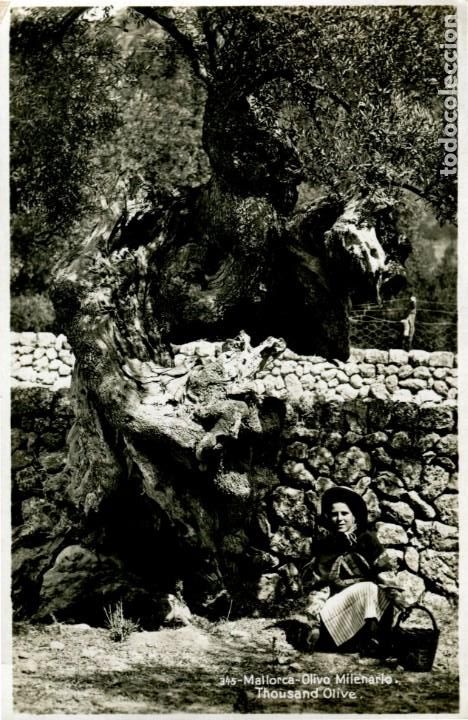 Postais: A&Ntilde;O 1949 MAGNIFICA POSTAL MALLORCA- OLIVO MILENARIO CIRCULADA (Ver Dorso)