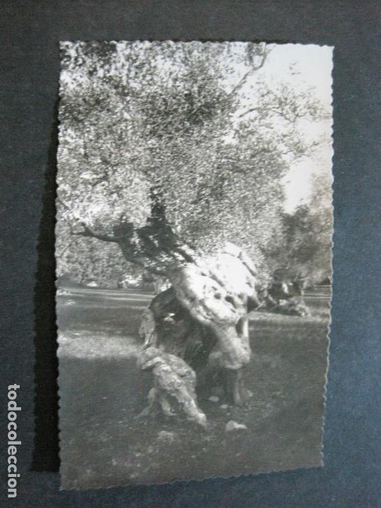 Postales: PALMA DE MALLORCA-FOTOGRAFICA-POSTAL ANTIGUA-(72.846)