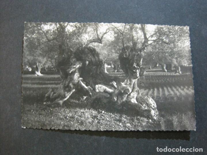 Postales: PALMA DE MALLORCA-OLIVOS-FOTOGRAFICA-POSTAL ANTIGUA-(72.910)