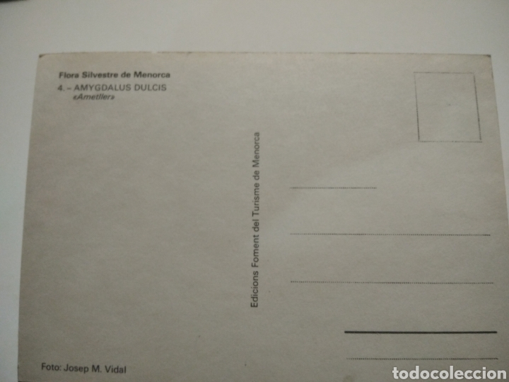 Postales: Postal flora silvestres de Menorca - Foto 2