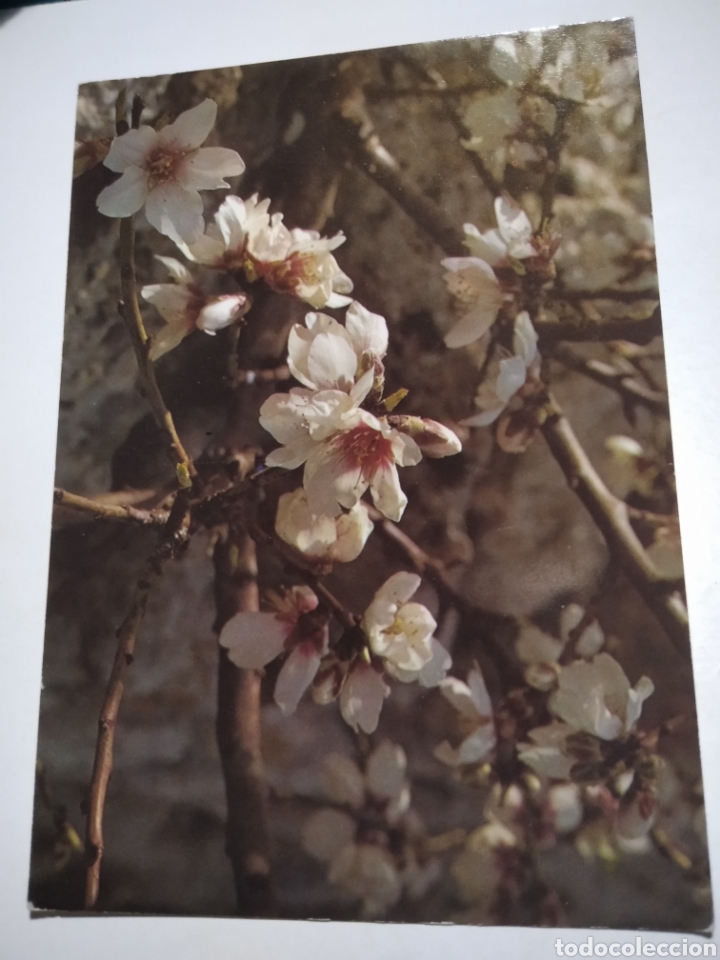 Postales: Postal flora silvestres de Menorca - Foto 1