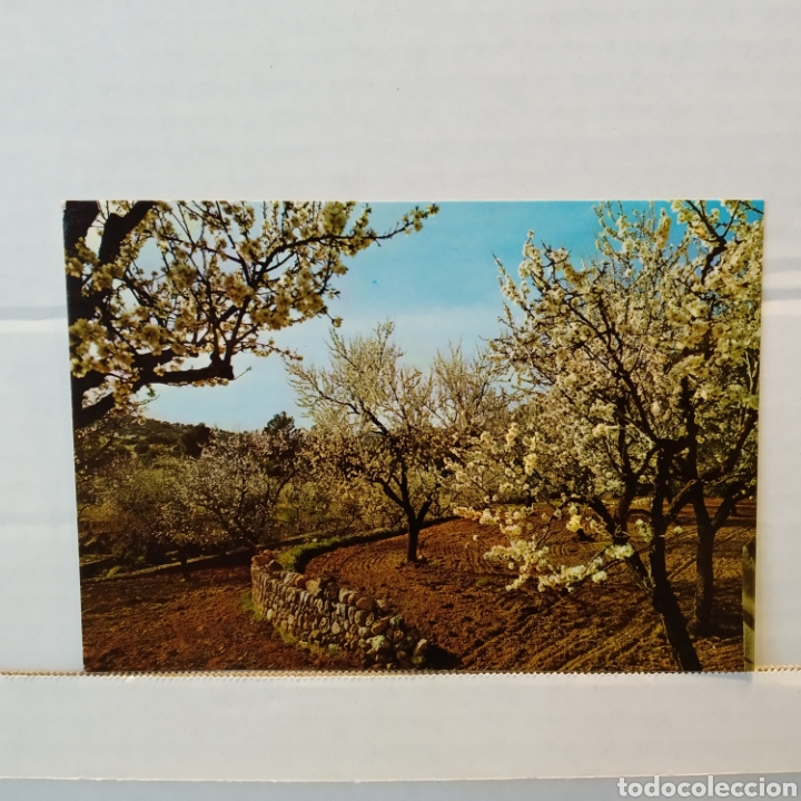 Postales: Gran lote de 15 postales de Mallorca - Foto 23