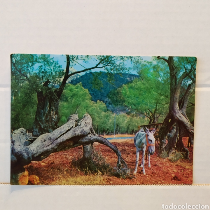 Postales: Gran lote de 15 postales de Mallorca - Foto 25