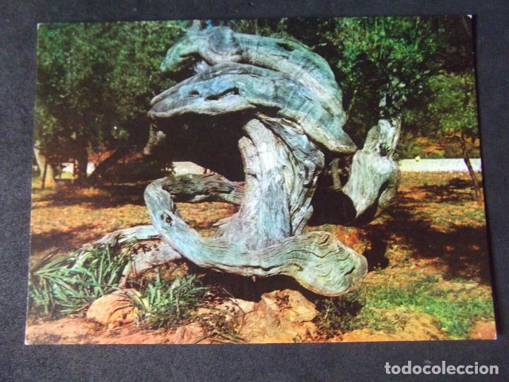 Cartes Postales: BALEARES-V23-NO ESCRITA-MALLORCA-SOLLER-OLIVO MILENARIO