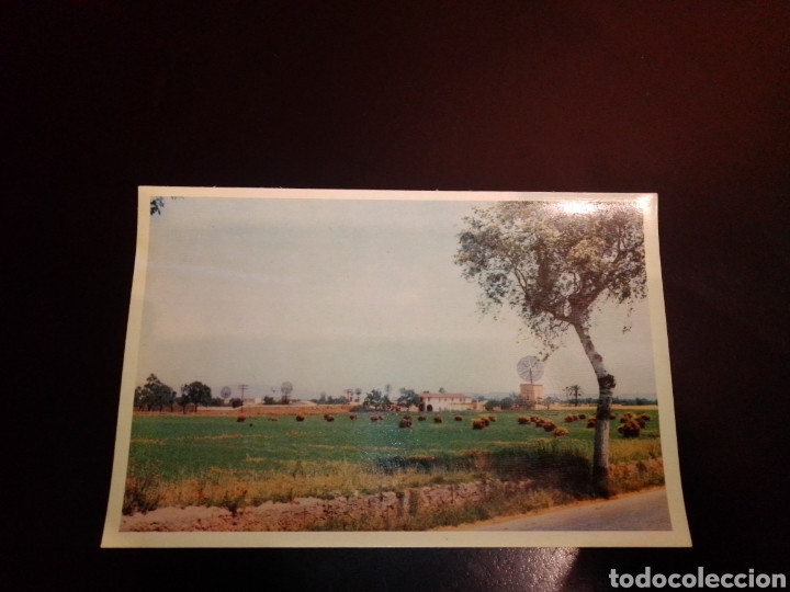 Postales: Postal de Mallorca - Foto 1